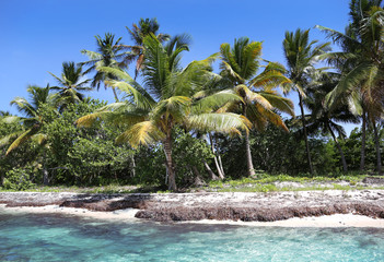 Tropical beach in caribbean sea