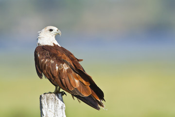 Brahminy kite in Pottuvil, Sri Lanka