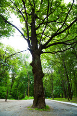 Large tree in the old park