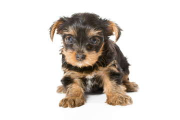 Little Yorkshire Terrier puppy