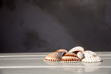 Shells