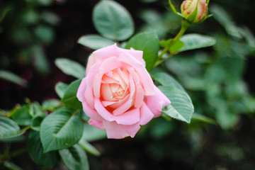 rose Flower