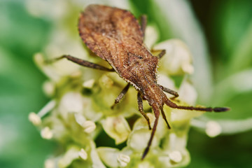Brown bug