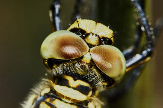 The head of a dragonfly closeup (top view)