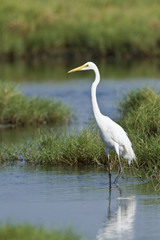 Great egret in Pottuvil, Sri Lanka