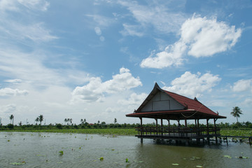 lotus pond