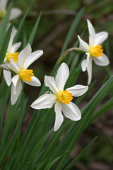 Narcyz żonkil, żonkil (Narcissus jonquilla)
