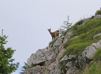 chamois looks with attention from the rock of the mountain