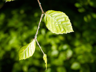 Zweig Blatt einer Rotbuche