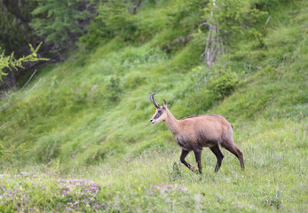 Chamois grazing meadows with grass in summer