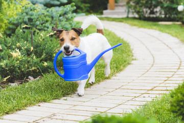Smiling Gardener with a watering can © alexei_tm