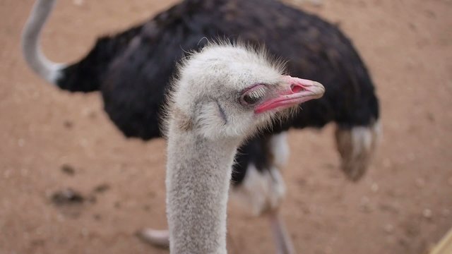 avestruces caminando mirando