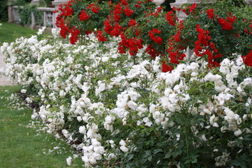 Naklejka premium Róża (Rosa - Rosaceae)