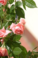 Róża (Rosa - Rosaceae) - obrazy, fototapety, plakaty
