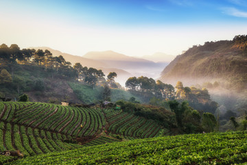 Beautiful misty morning sunrise  in strawberry garden and strawberry farm at Doi Ang Khang , Chiang Mai, Thailand