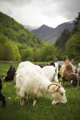 White Goat Grazing on Green Pasture in Bulgaria Balkan