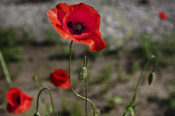 Obraz premium Colorful meadow with poppies