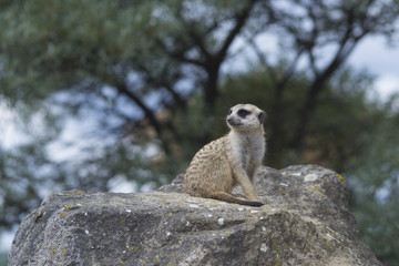 meerkat