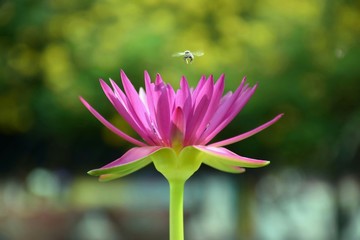 Fresh pink water lily and little bee.