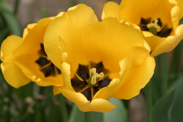 Tulipan - tulipany (Tulipa) - obrazy, fototapety, plakaty