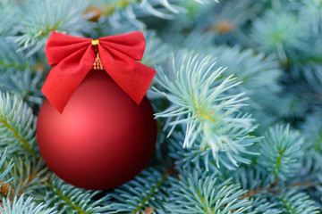 Red Christmas bauble on a fir tree