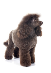 brown poodle