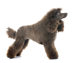 brown poodle