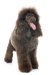 brown poodle