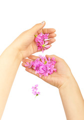 Delicate spring lilac flowers in hands
