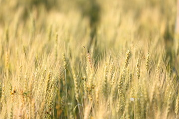 wheat field
