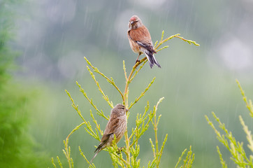 Birkenzeisig-Paar (Carduelis flammea)