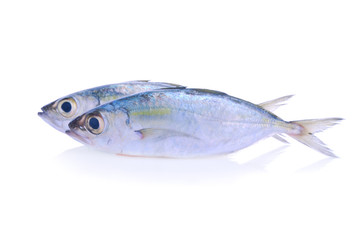 Fresh mackerel fish on the white background