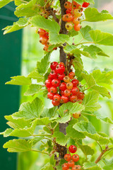 Red Currant