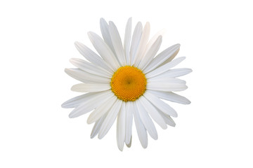 beautiful flower daisy