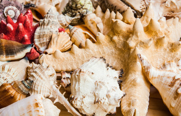 Collection of seashells on a wooden background