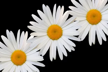 Papier Peint photo Marguerites white daisy against black background
