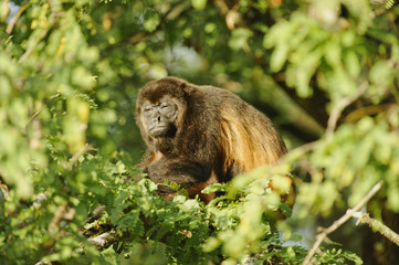 Resting Howler Monkey
