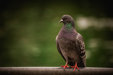 dove sitting on a handrail