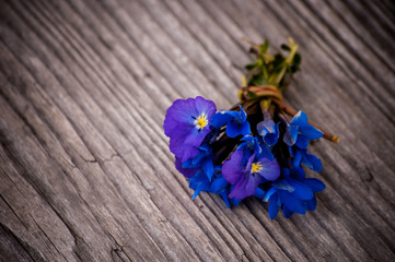 Bouquet of violet flowers Viola Odorata on a wooden background
