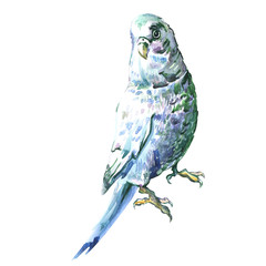 Blue wavy parrot isolated, watercolor painting