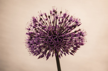 Allium Decorative onion- Purple flower like a ball