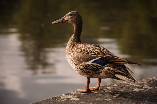 Mallard female duck standing on the edge of stone