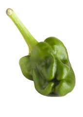 Poivron vert