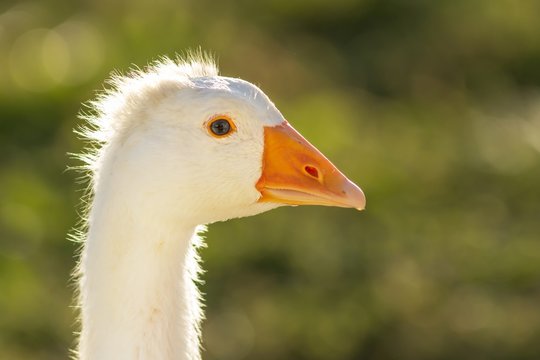 kopf einer jungen m&auml;nnlichen hausgans / Head of young male domestic goose