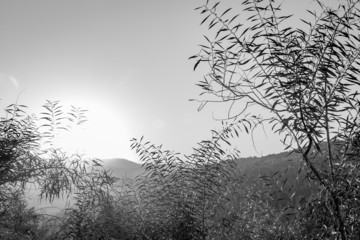 Trees in the mountain in black and white