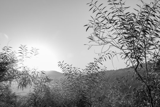 Fototapeta Trees in the mountain in black and white