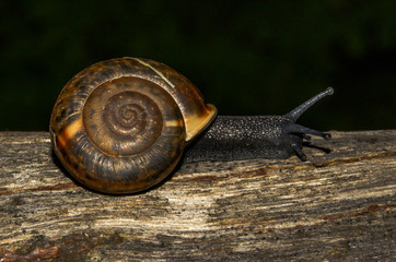 Chiocciola nera sopra il tronco