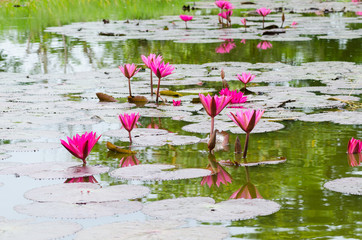 Naklejka premium pink lotus blossom