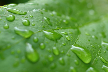 Leaf with raindrops