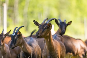 Herd of goats on pasture